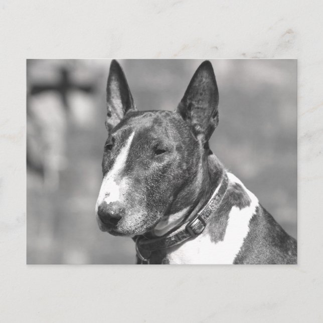 Bull Terrier Hund Vykort (Framsida)