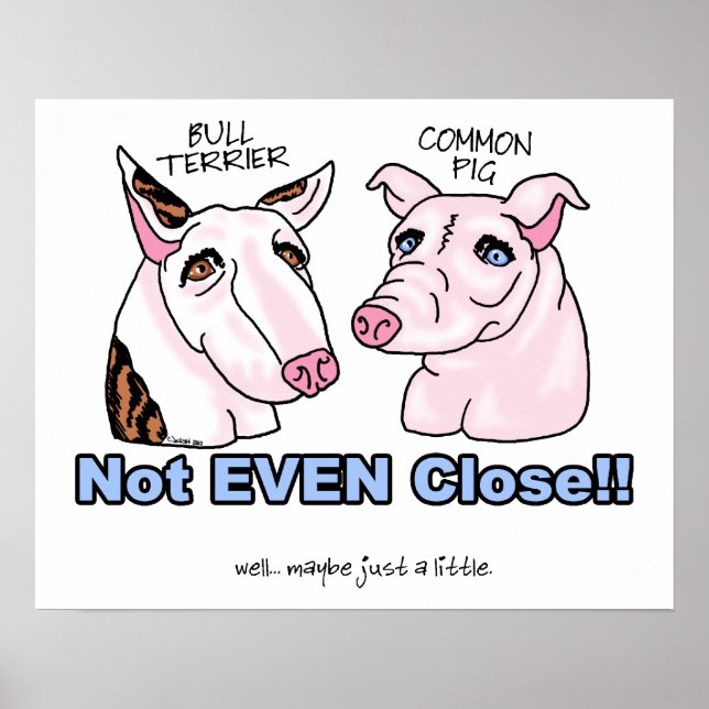Bull Terrier NOT A Gris Poster (Framsidan)