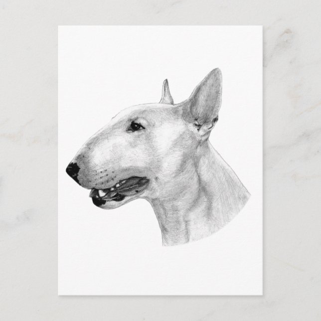 Bull Terrier pencil teckning Vykort (Framsida)