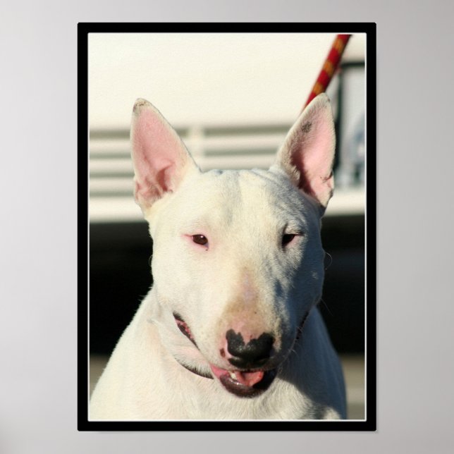 Bull Terrier poster (Framsidan)