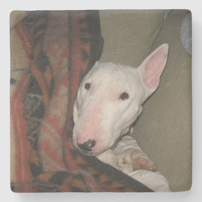 Bull Terrier Snuggled under Blanket (Färg) Underlägg Sten (Framsidan)