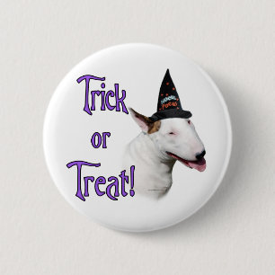 Bull Terrier Trick Knapp