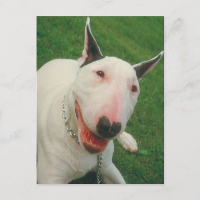 Bull Terrier Vykort (Framsida)