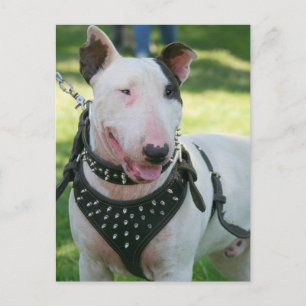 Bull Terrier Vykort