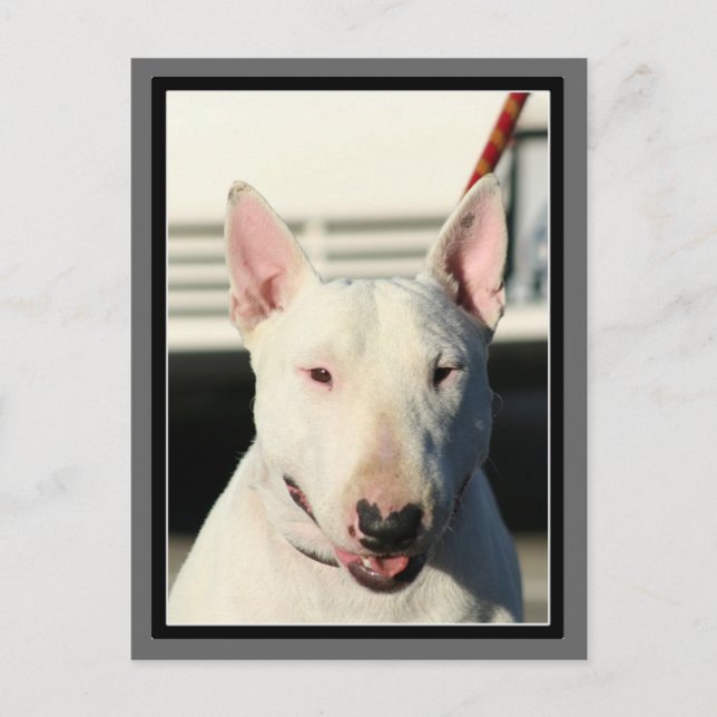 Bull Terrier-vykort Vykort (Framsida)