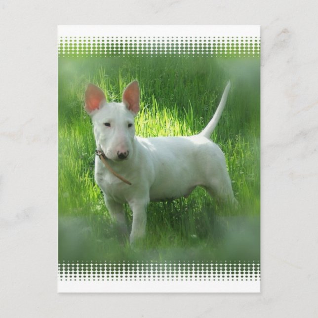 Bull Terrier-vykort Vykort (Framsida)