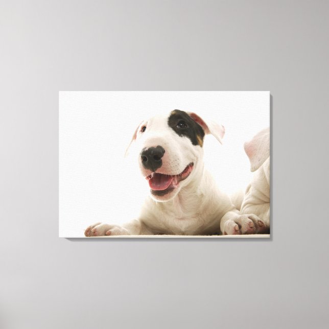 Bull Terriers Canvastryck (Framsida)