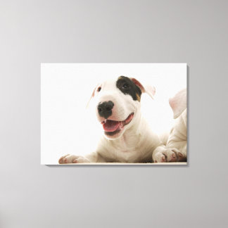 Bull Terriers Canvastryck