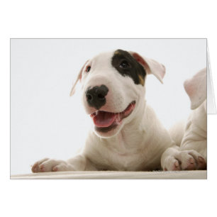 Bull Terriers Hälsningskort