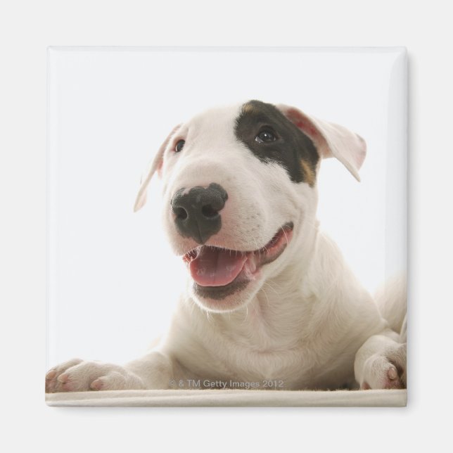 Bull Terriers Magnet (Framsidan)