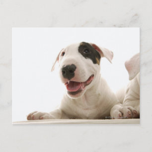 Bull Terriers Vykort
