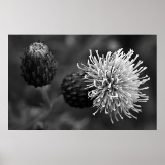 Bull Thistle Poster
