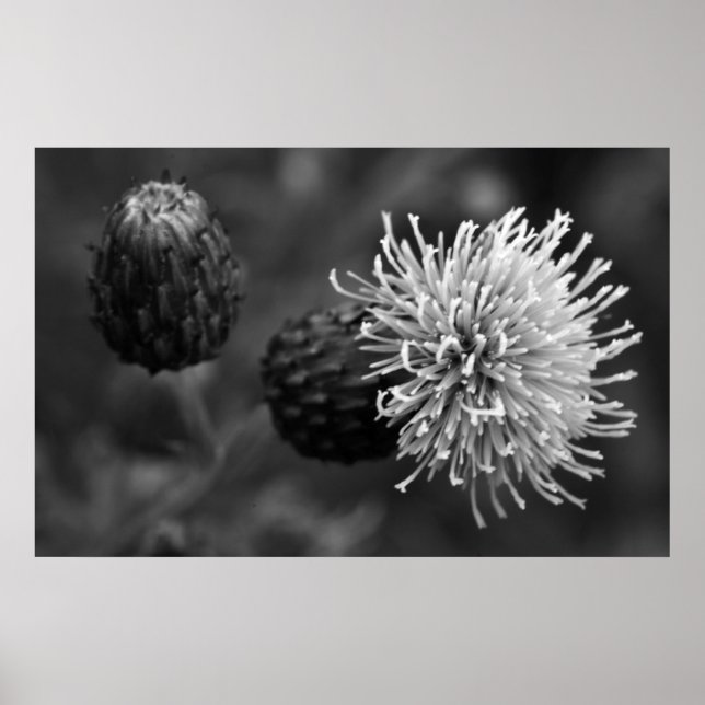 Bull Thistle Poster (Framsidan)