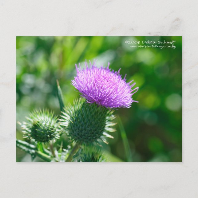 Bull Thistle Vykort (Framsida)