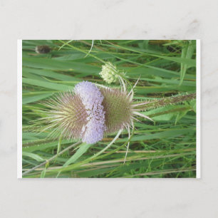Bull Thistle-vykort Vykort