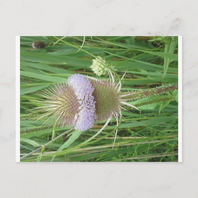 Bull Thistle-vykort Vykort (Framsida)