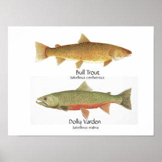Bull Trout och Dolly Varden Poster