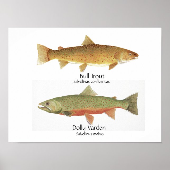 Bull Trout och Dolly Varden Poster (Framsidan)