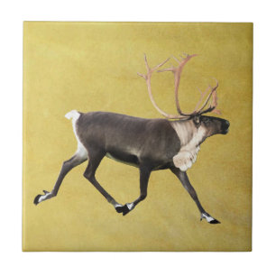 Bull Västindiou Kakelplatta