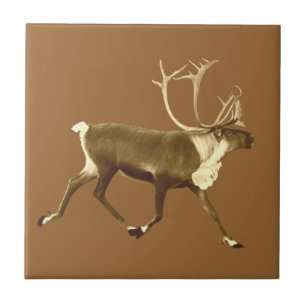 Bull Västindiou - Sepia Kakelplatta