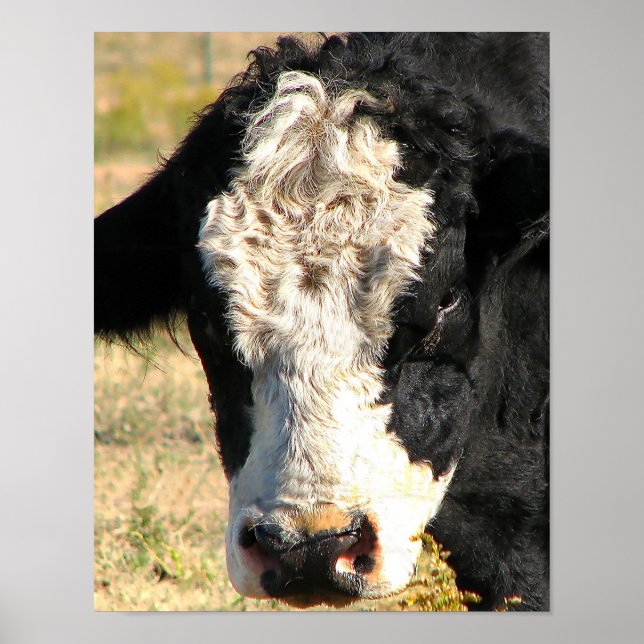 Bull Watch Poster (Framsidan)