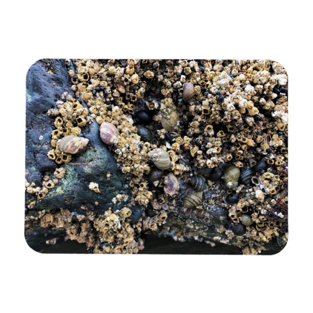 Bullards Beach State Park, Bandon, Oregon Magnet (Horisontell)