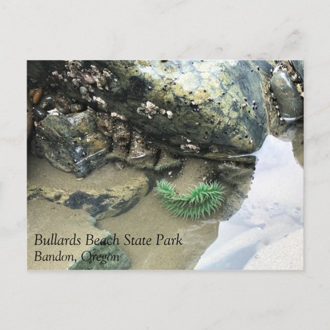 Bullards Beach State Park, Bandon, Oregon Vykort (Framsida)