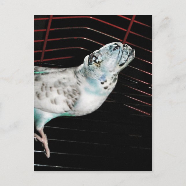 Bulldgie Vykort (Framsida)