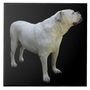 BULLDOG 1, Pet Kärlek, Best Friend KEEPSAKE Kakelplatta