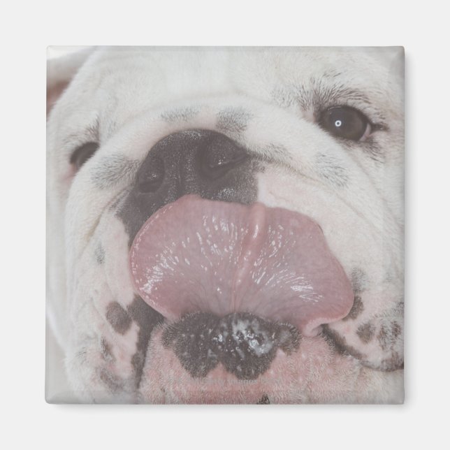 Bulldog 2 magnet (Framsidan)