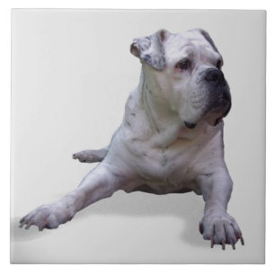 BULLDOG 2, Pet Kärlek, Best Friend KEEPSAKE Kakelplatta