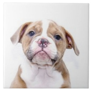 BULLDOG 5, Pet Kärlek, Best Friend KEEPSAKE Kakelplatta