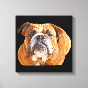 Bulldog Ansikte - English Bulldog, Brown Canvastryck