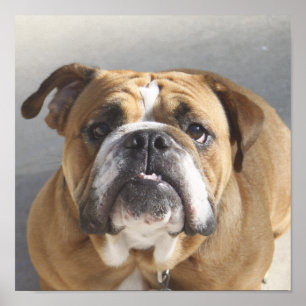 Bulldog Ansikte - English Bulldog, Brown Poster