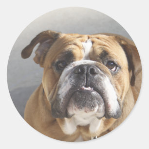 Bulldog Ansikte - English Bulldog, Brown Runt Klistermärke