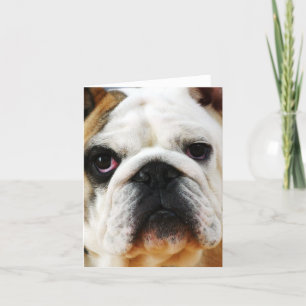 Bulldog-anteckningskort Kort