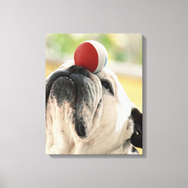 Bulldog Balans boll på nos, närbild Canvastryck (Framsida)