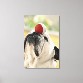Bulldog Balans boll på nos, närbild Canvastryck