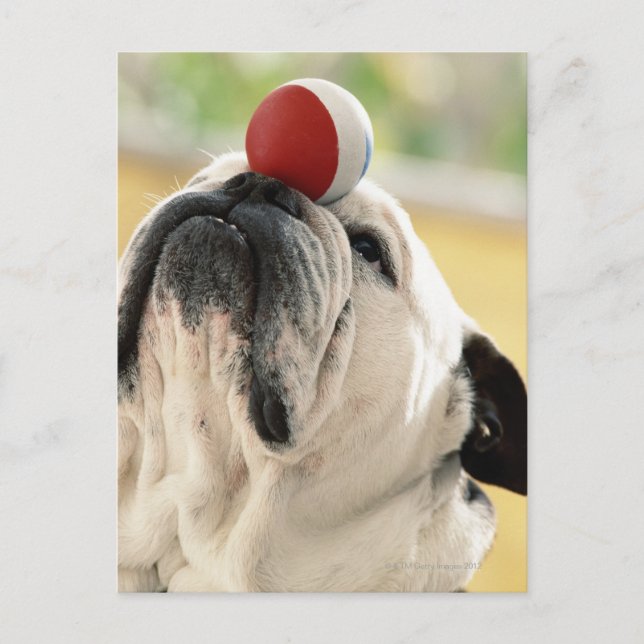 Bulldog Balans boll på nos, närbild Vykort (Framsida)