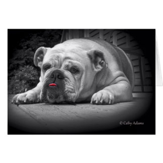 BullDog Beauty Hälsningskort