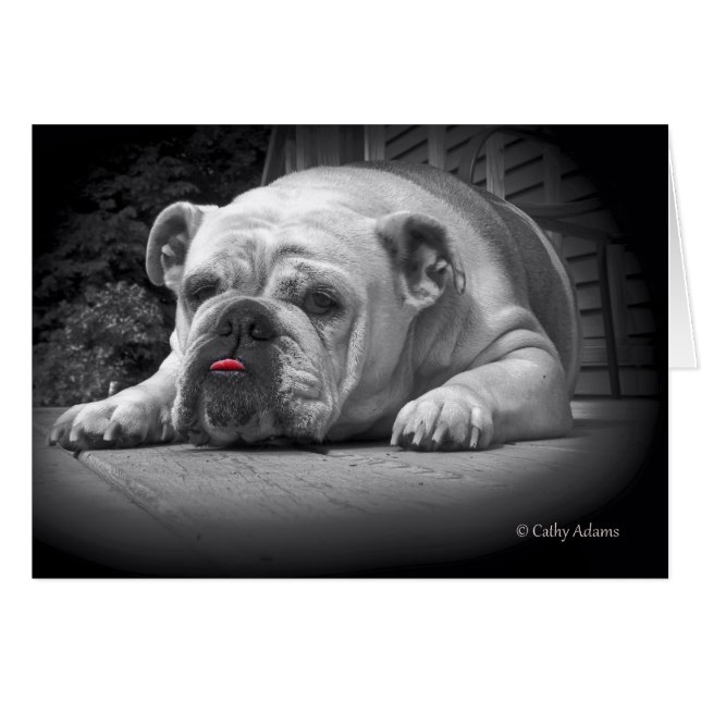 BullDog Beauty Hälsningskort (Framsidan Horizontal)