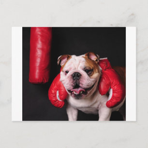 Bulldog Boxare Vykort