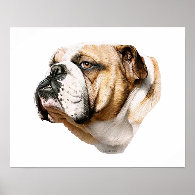 Bulldog Bust Poster (Framsidan)