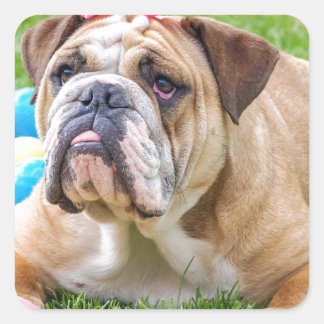 Bulldog Cute Påsk Animal Hund Hundeportrait Pet Fyrkantigt Klistermärke