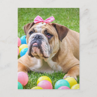 Bulldog Cute Påsk Animal Hund Hundeportrait Pet Helg Vykort