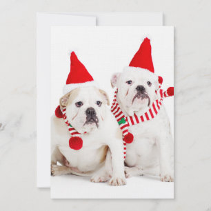 Bulldog Elves