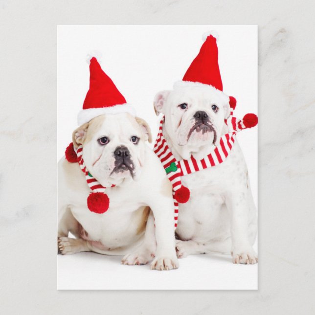 Bulldog Elves Vykort (Framsida)