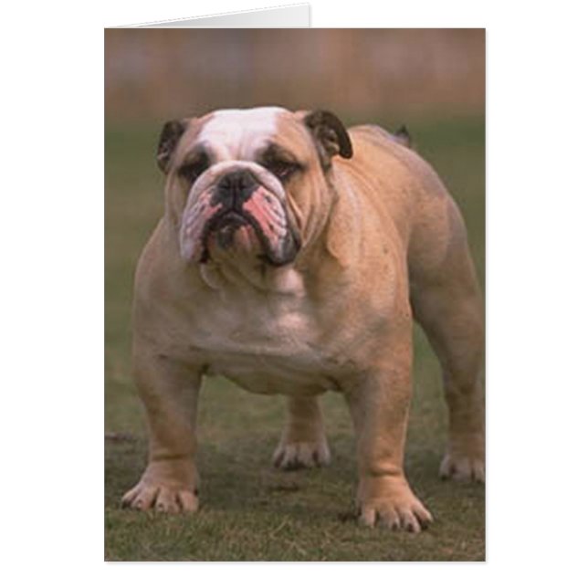 bulldog fullt 2 hälsningskort (Framsidan)