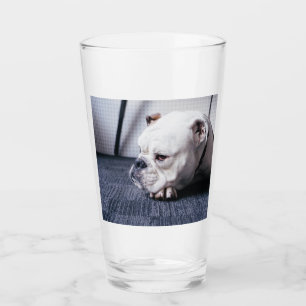 bulldog glaskopp