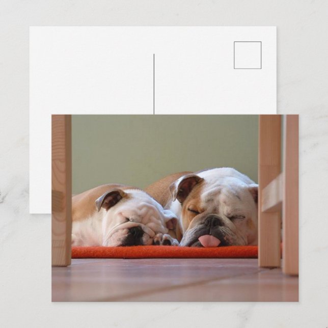 Bulldog Group Sovande Vykort (Fram/baksida)